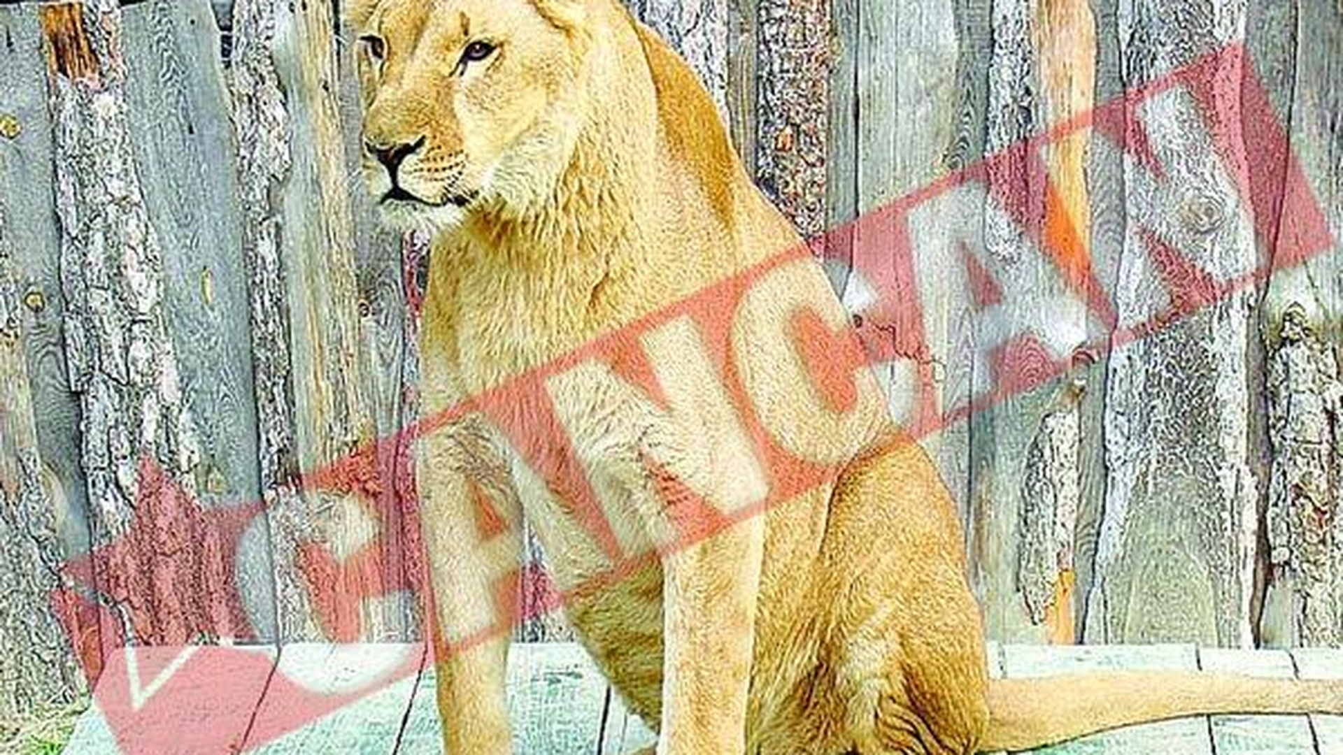 Leoaica Elsa de la Zoo va fi incinerata