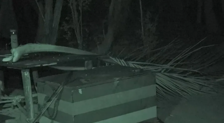 scene survivor romania pro tv