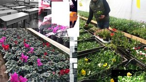 Am pătruns în "incubatorul de flori". Cum se pregătesc de pe acum zilele de 1 și 8 Martie