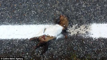 Gestul INCREDIBIL făcut de un muncitor! A ajuns de râsul lumii după ce imaginile astea au ajuns pe internet