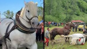 Ce s-a întâmplat, de fapt, cu Falko? Martorii au făcut dezvăluiri șocante despre stăpânul calului