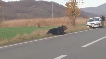 Un urs agonizează de aproape 24 de ore pe un drum din Harghita. Autoritățile nu au intervenit pentru salvarea animalului