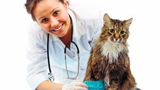 Cum iti deschizi un cabinet medical veterinar