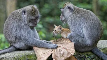 Un pui de pisica, adoptat de maimute