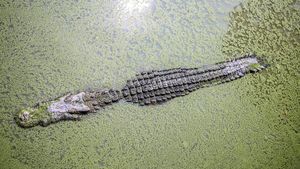 Incident rupt din filme în Australia. Un bărbat a deschis cu mâinile goale fălcile crocodilului care îl mușcase de cap