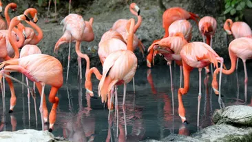 Flamingo nu se naște roz: cum se construiește o culoare iconică