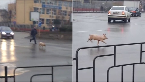 Imaginile virale ale zilei | Un porc aleargă într-un sens giratoriu din Bacău: „În loc să fie tăiat, taie el calea”