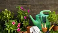 Ce să pui la rădăcina florilor ca să crească mari și frumoase. Ingredientul banal care le ajută să se dezvolte inclusiv pe caniculă