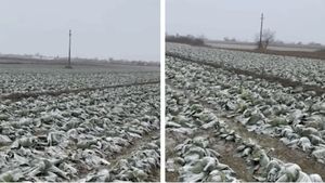 Anunțul unui fermier din Satu Mare a devenit viral! Își donează toată varza de pe câmp