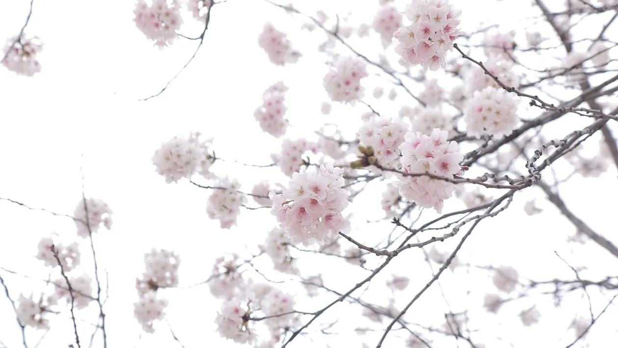 Vremea, joi, 28 martie 2019. Temperaturi mai mici decât cele normale pentru această perioadă