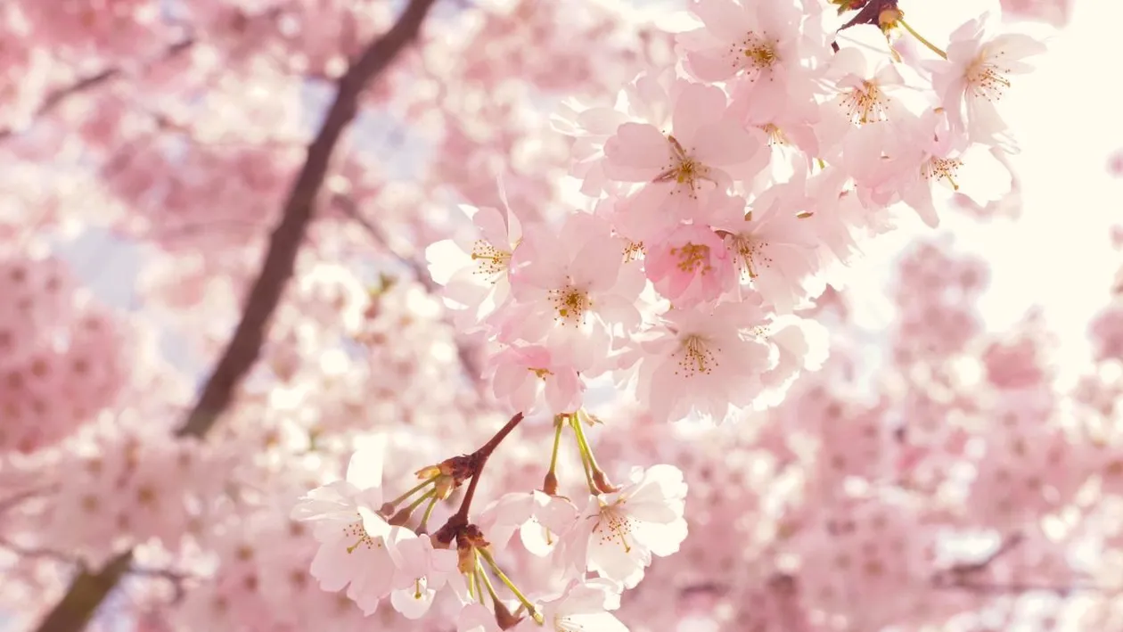 Horoscop săptămânal 11 – 17 aprilie 2022. Peștii au parte de miracole