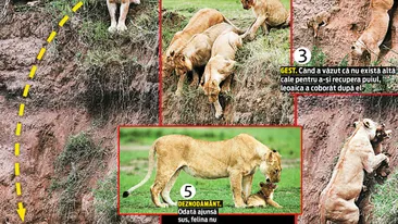 Si-a aparat puiul ca o adevarata leoaica! L-a salvat din ghearele mortii