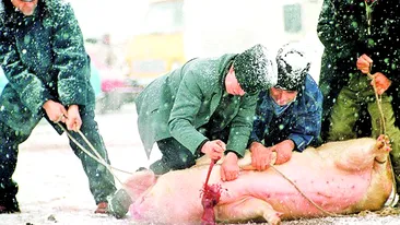 Platesti 10.000 de lei daca nu impusti porcul!