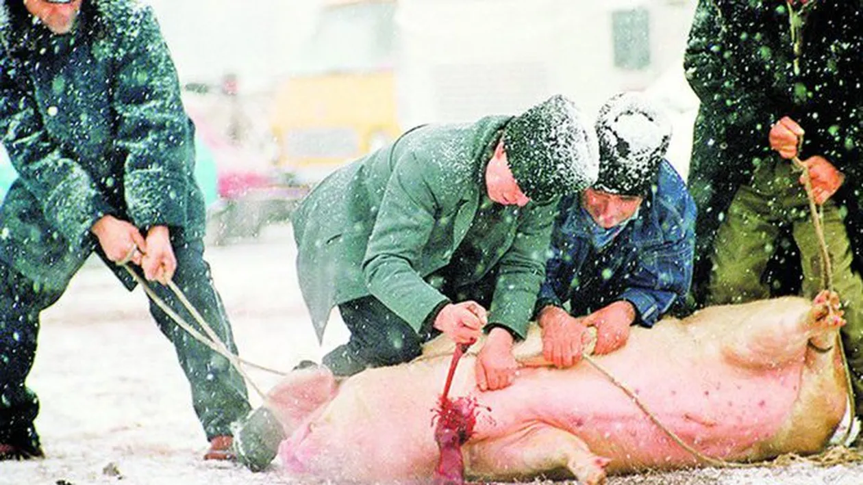 Platesti 10.000 de lei daca nu impusti porcul!