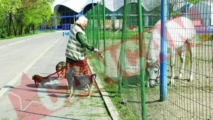Menajeria circului se pregateste de stramutare