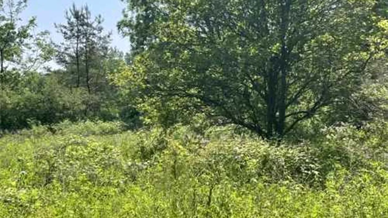 Iluzie optică virală | Aflați unde se ascunde cerbul în pădure!