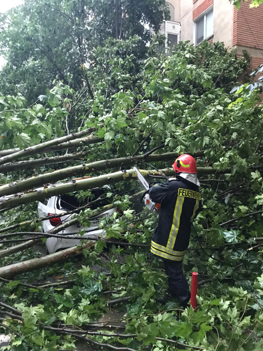 Furtună puternică în Tulcea. Pomii au căzut peste mai multe mașini staționate. FOTO