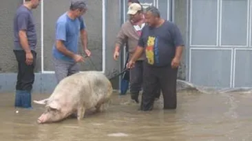 Ploile torentiale dau batai de cap locuitorilor din Mehedinti! Au solicitat ajutorul autoritatilor pentru a isi salva animalele