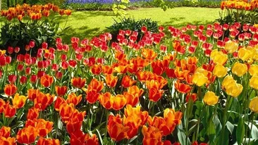 Nu stii ce mesaje sa le trimiti persoanelor dragi de Florii? Citeste aici cateva sugestii!