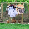 O femeie din Maramureș a fost amendată după ce găinile ei au intrat în curtea vecinei. Câte sute de lei are de plătit
