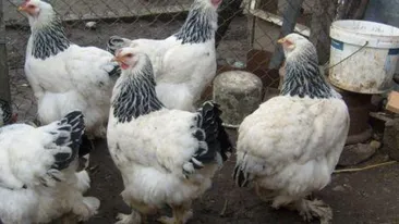 Fetiță de 10 ani, îmbătrânită cu doi ani de hormonii din carne