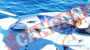 Sute de pesti morti in plasele braconierilor turci