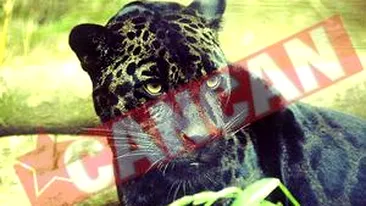 Jaguarul Bety va completa colectia Muzeului Antipa