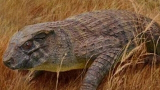 Vezi aici cum arata crocodilul cu nas de porc!
