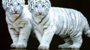 Un arab a fost retinut pentru ca intentiona sa faca trafic cu pantere si leoparzi!