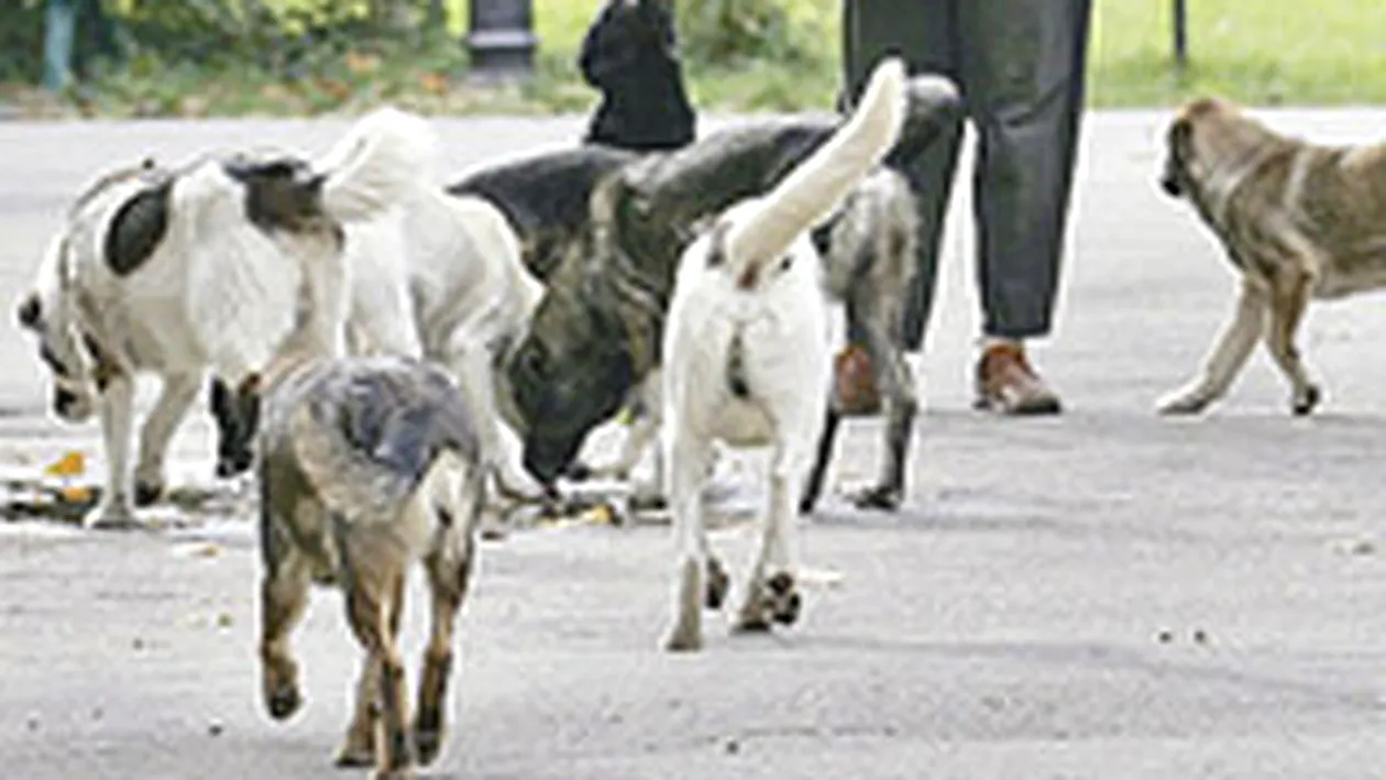 250 de caini eutanasiati, in Alba Iulia