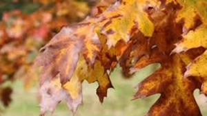 METEO 4 NOIEMBRIE: Vreme predominant frumoasa