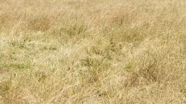 Test de perspicacitate | Găsiți ghepardul ascuns în această iluzie optică virală!