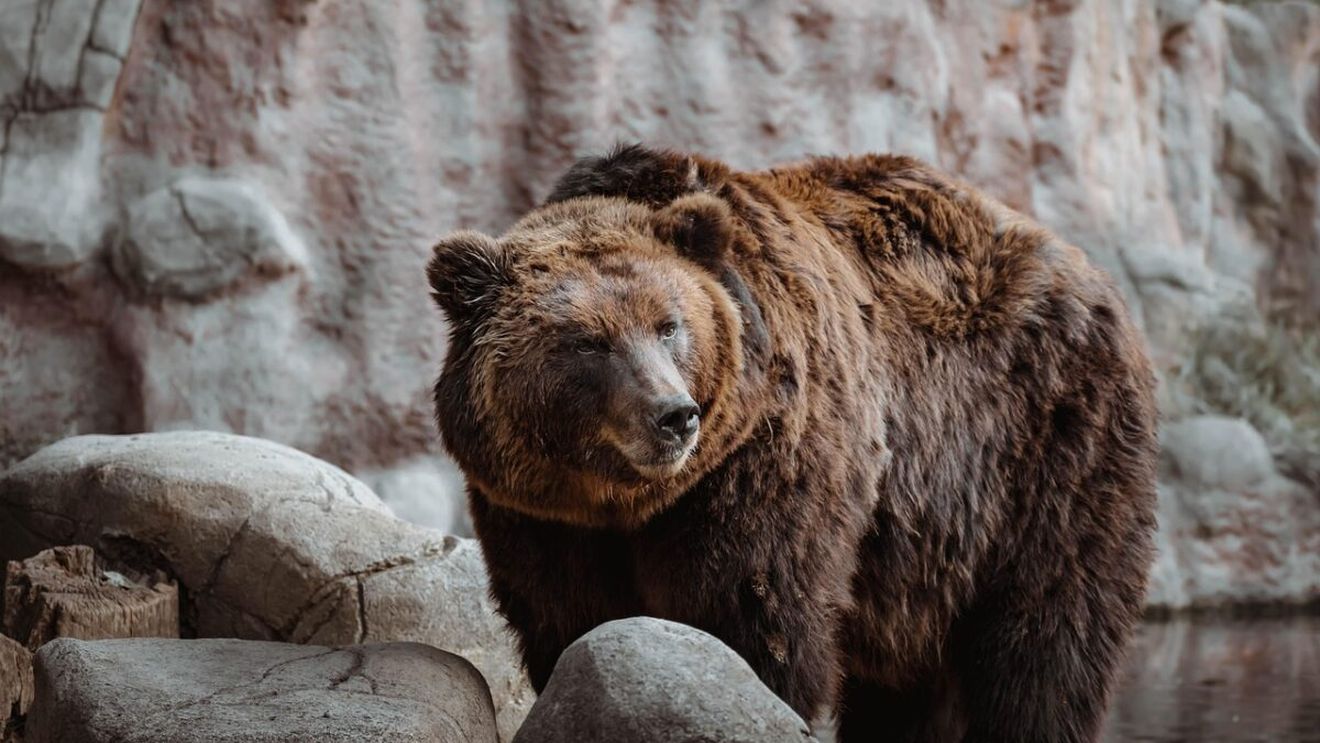 Familie din Galați, la un pas de tragedie. Au dat nas în nas cu 3 urși în Slănic Moldova. Ce s-a întâmplat când...