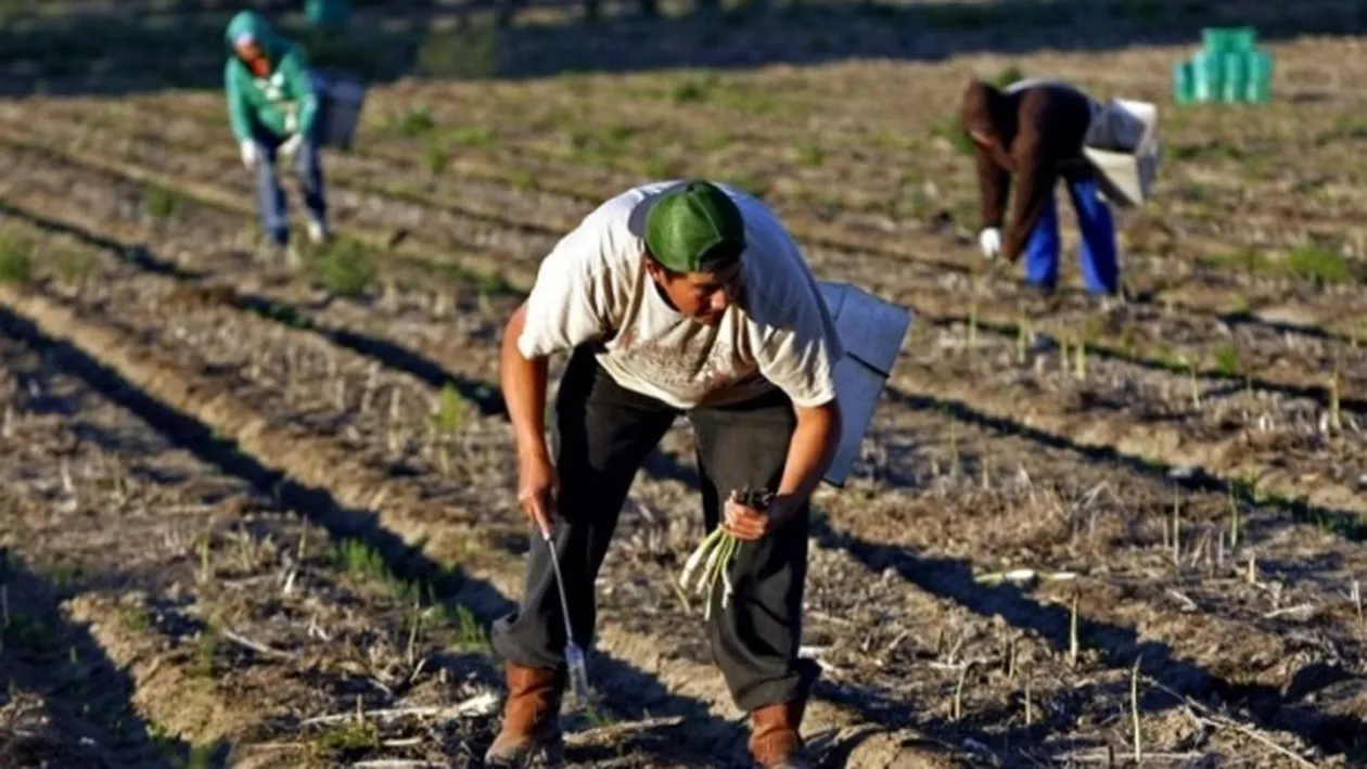 The Guardian: „Sparanghelul din Germania a bătut pandemia. Recoletele mai importante decât sănătatea. Românii, obligați să se întoarcă la muncă în condiții inumane”