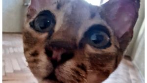 Povestea emoționantă a motanului care a supraviețuit exploziilor de la Crevedia. „Nu s-a plâns deloc, nu a mieunat, n-a cerut nimic”