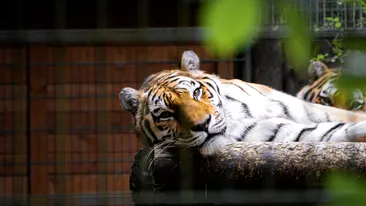 Vasluianul mușcat de tigru e sigur că a fost atacat doar de o pisică mai mare. Medicii, nevoiți să-l lege de pat