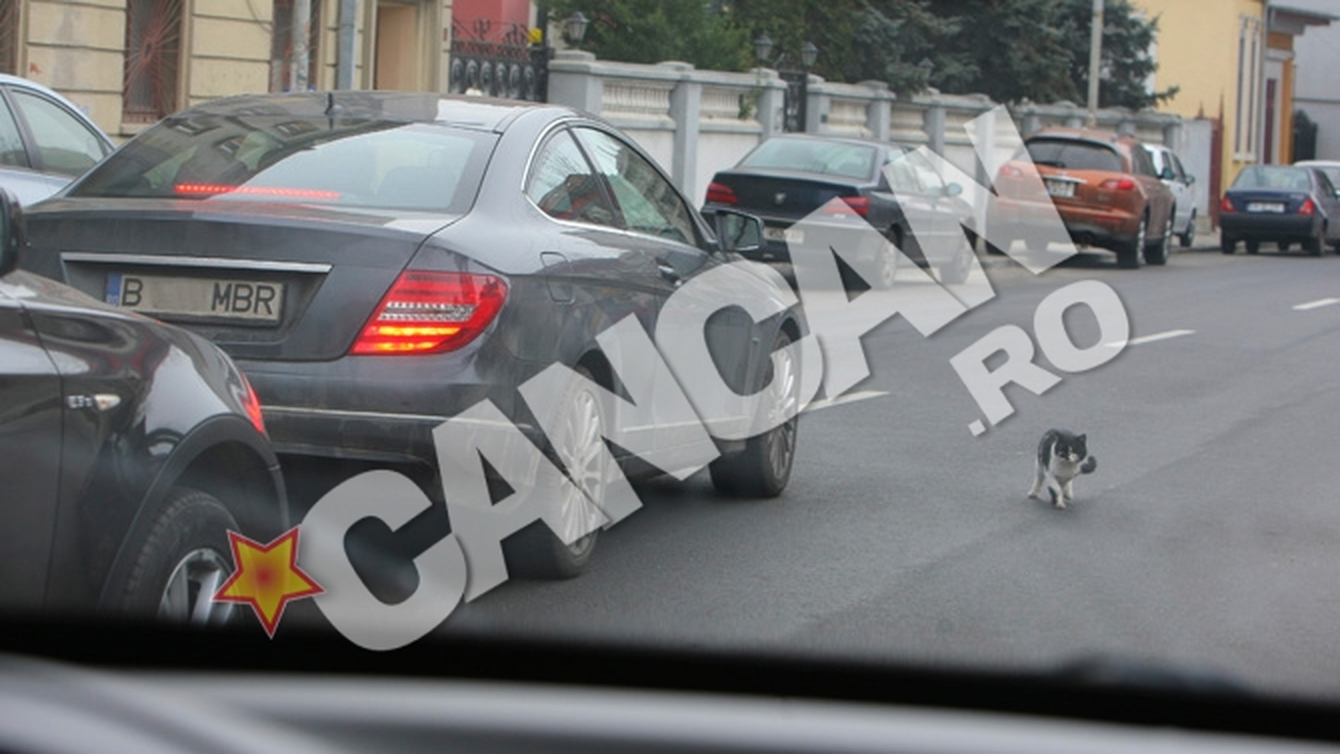 Soferita cu reflexe bune si suflet mare! Iulia Vantur a riscat un accident pentru a salva viata unei pisici! Vezi ce mata i-a dat de furca!