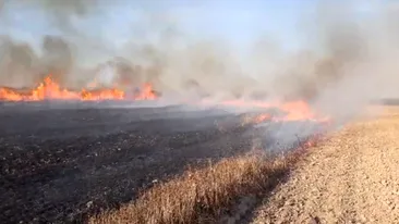 Incendiu de vegetație violent în Argeș, în apropiere de Autostrada A1. Focul amenință două hale industriale - VIDEO