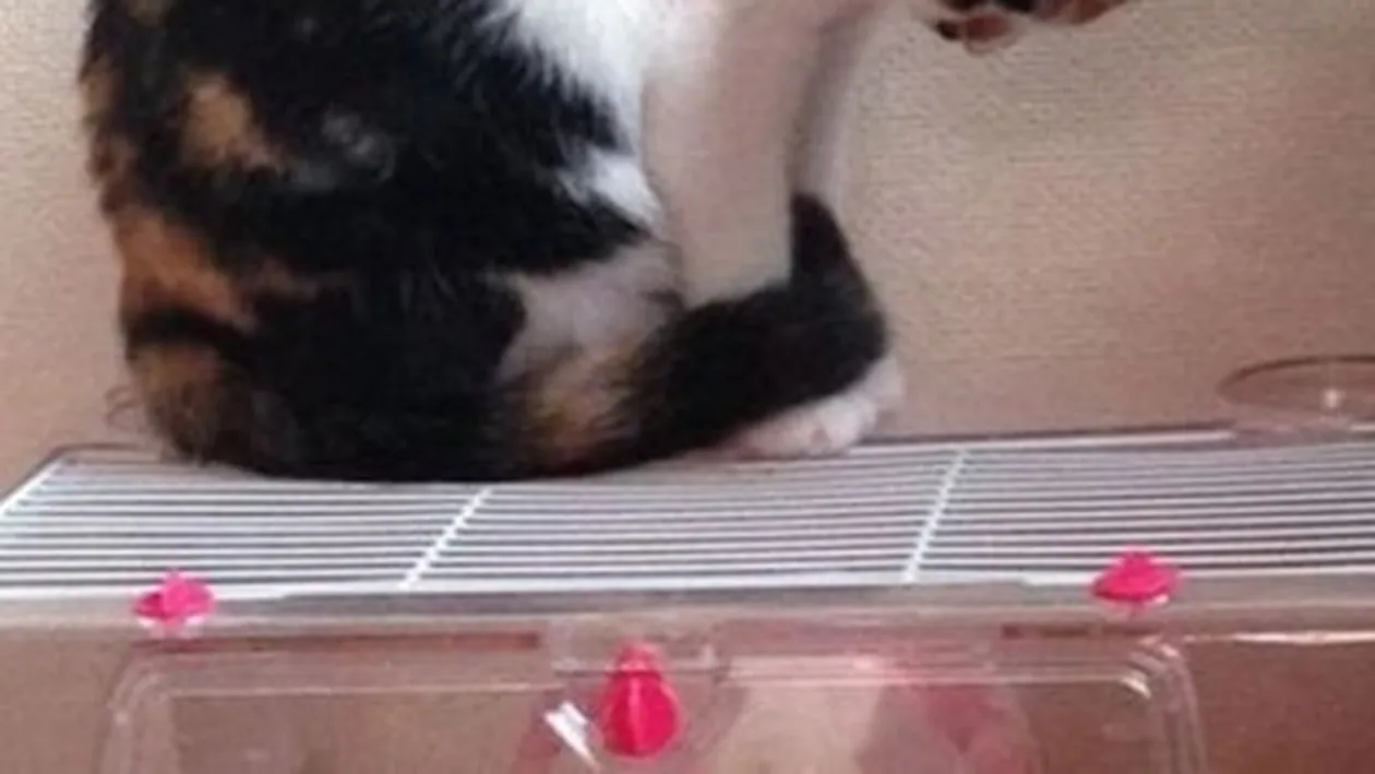 Când pisicile iau lecţii de la şoareci, rezultatele nu pot fi altfel decât virale!