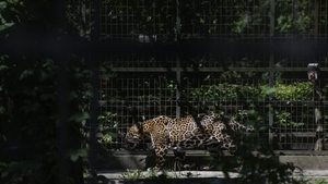 Betty, jaguarul care n-a mai apucat să fie salvat. Povestea neagră a unei evadări, într-o grădină lăsată să se prăbușească