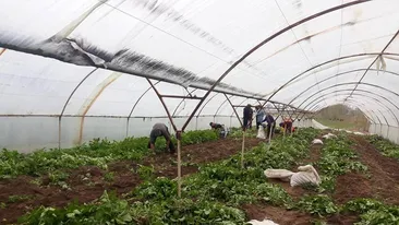 Prima recoltă de cartofi noi româneşti a plecat din Călăraşi-Dolj spre Capitală. Preţul ajunge şi la 10 lei pentru un kilogram