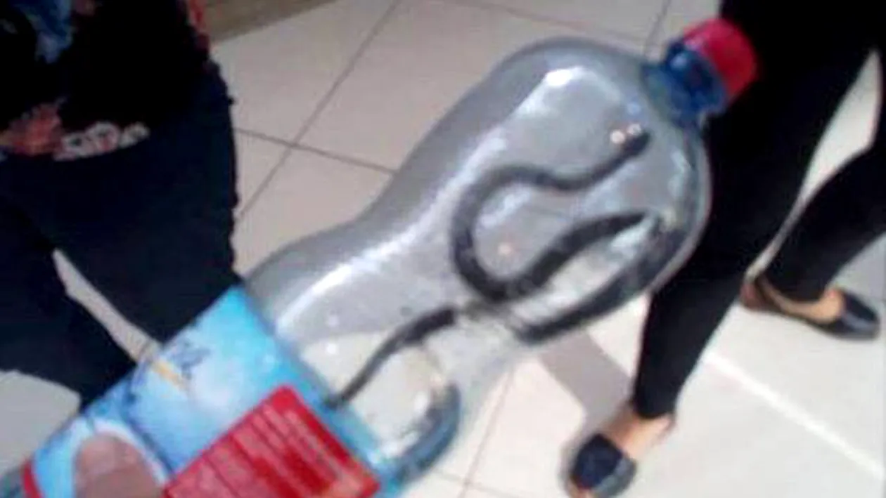 Panică în Târgu-Jiu! Un șarpe a fost descoperit într-un mall