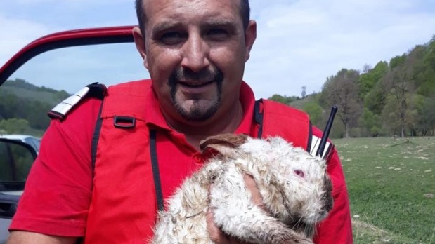 Un pompier din Bistrița a salvat un iepure dintr-un incendiu. I-a pus o mască de oxigen pentru a putea respira