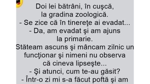 BANCUL ZILEI | Discuție între doi lei bătrâni