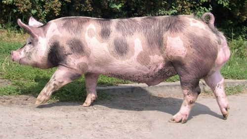 Răzbunarea porcului, de Crăciun! Ce trebuie să faci dacă animalul te muşcă