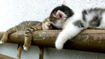 VIDEO Cea mai lenesa pisica! Este spalata pe fata, muscata de urechi si de coada, dar tot nu se trezeste! Vezi cum a tot incercat sora ei sa o atate la joaca - O sa mori de ras!