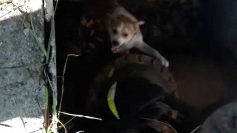 VIDEO. Misiune inedită a pompierilor prahoveni. S-au chinuit mai bine de o oră să scoată un câine dintr-un canal