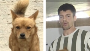 Cățelușul Piki, eroul care și-a salvat stăpânul din calea viiturii. Cum a reușit patrupedul să-l trezească pe Ionuț în ultimul moment