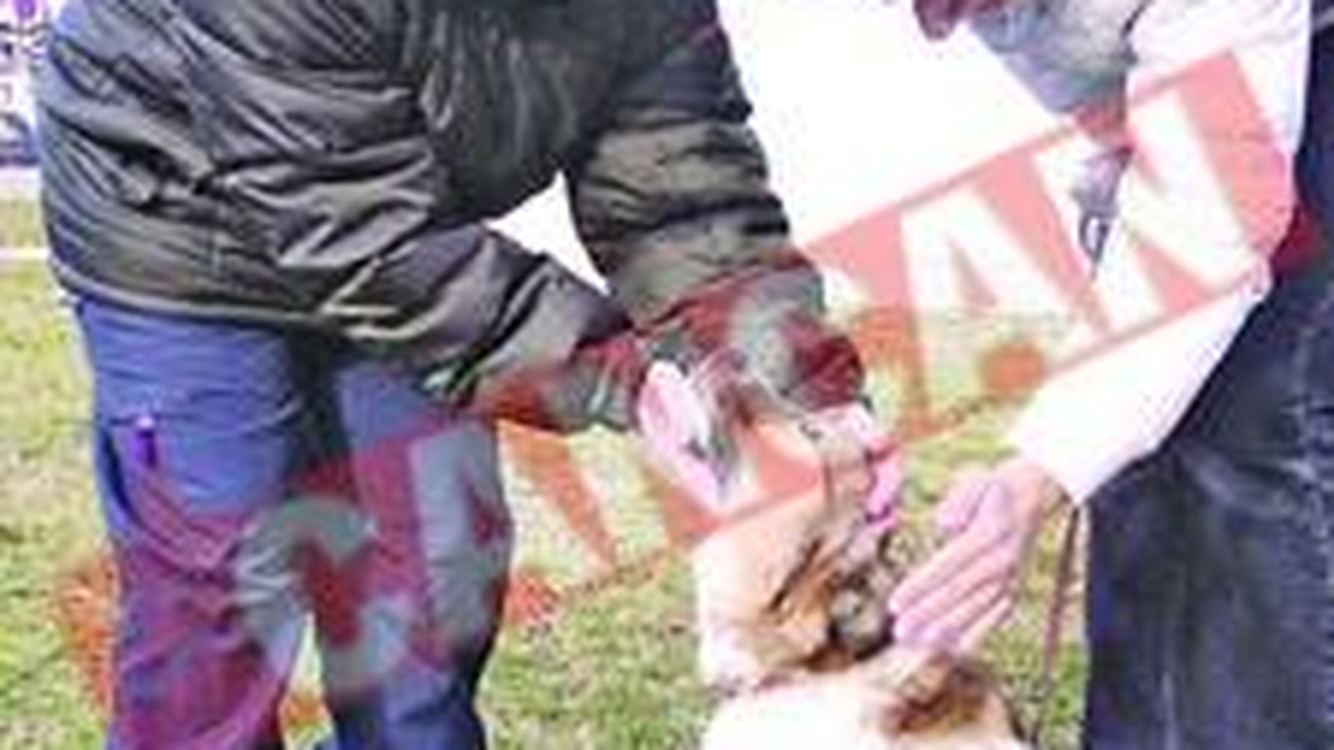 Terapie cu maidanezi