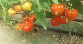 Galerie foto - poza 4